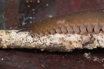 Media type: image; Invertebrate Zoology 131441